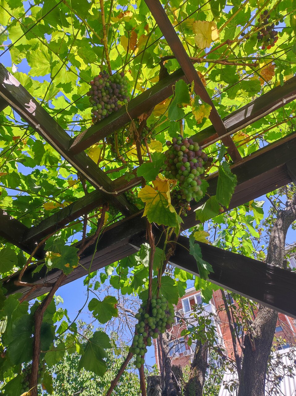 Гостиница Лорис Геленджик-63