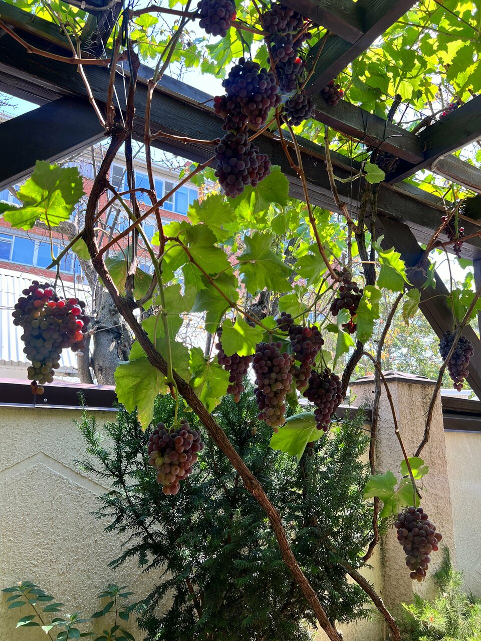 Гостиница Лорис Геленджик-112