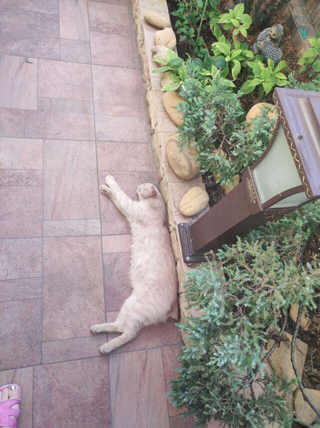 Гостиница Лорис Геленджик-86