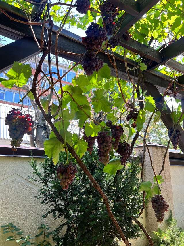 Гостиница Лорис Геленджик-111